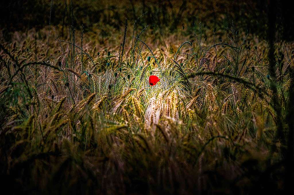 « Futur d’Espoir »: un documentaire inspirant primé par Greenpeace