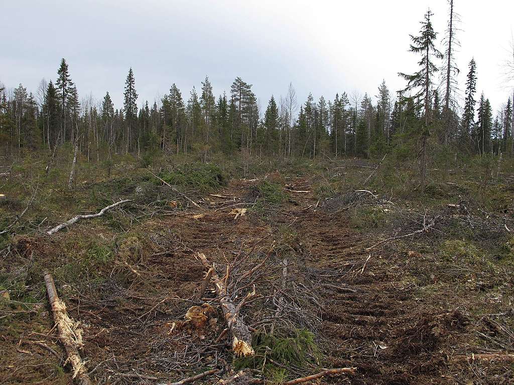 Lieber FSC, es ist an der Zeit, im Wald die faulen Äpfel auszulesen