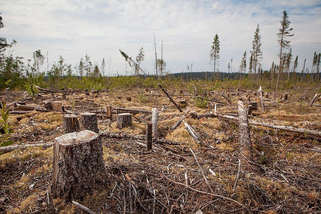 Tempo machen für den Waldschutz