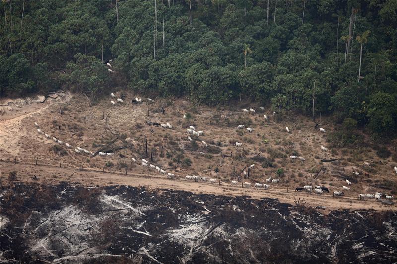 Weiterhin Abholzung und Sklaverei in brasilianischer Viehwirtschaft