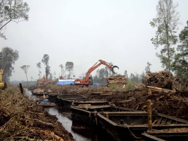 Nachhaltiges Waldmanagement sieht anders aus