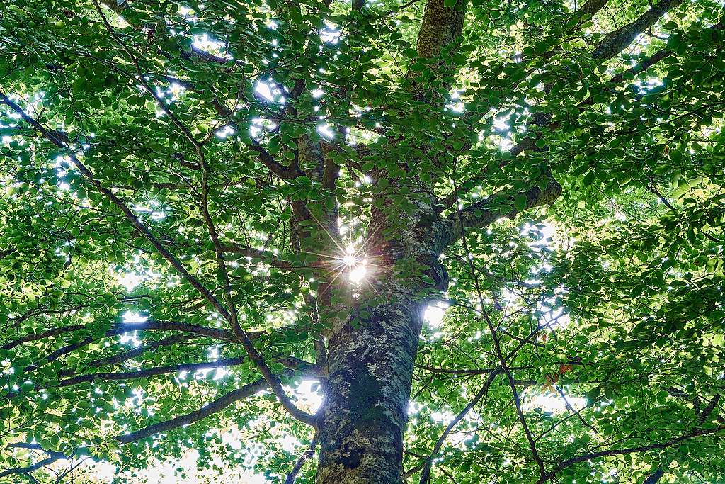 Waldschutz: Greenpeace Schweiz setzt auf Unabhängigkeit gegenüber FSC