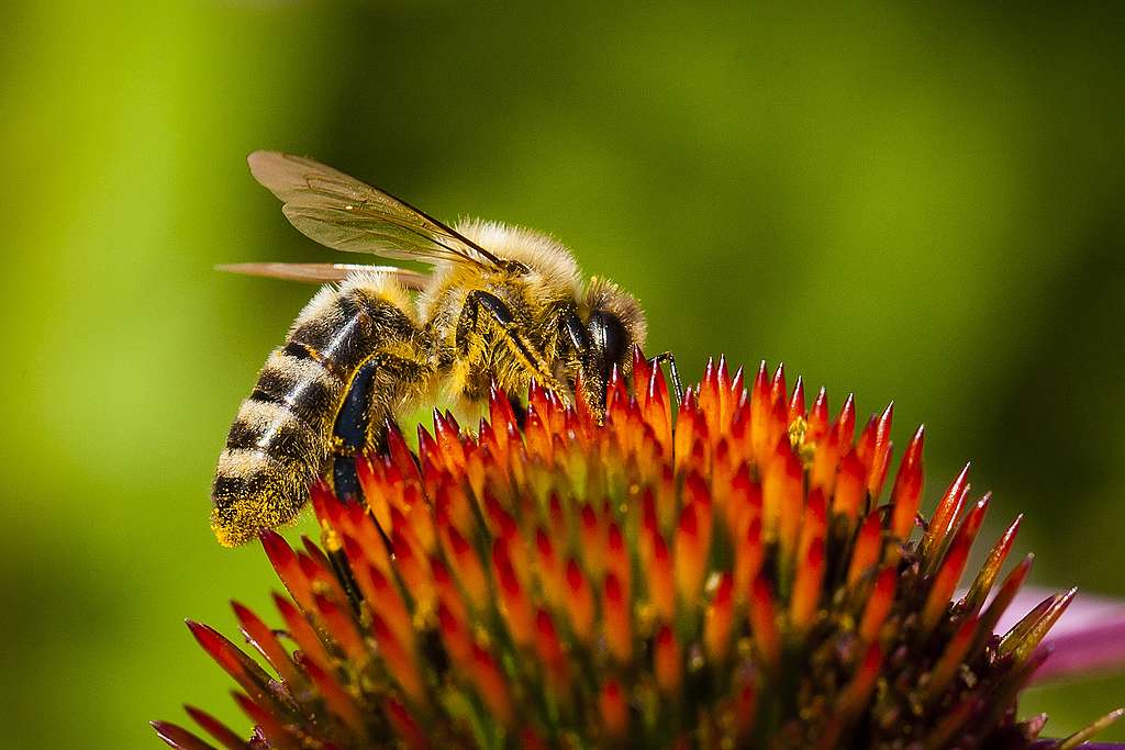 Nach sechs Jahren Kampagne: Drei Bienengifte gestoppt!