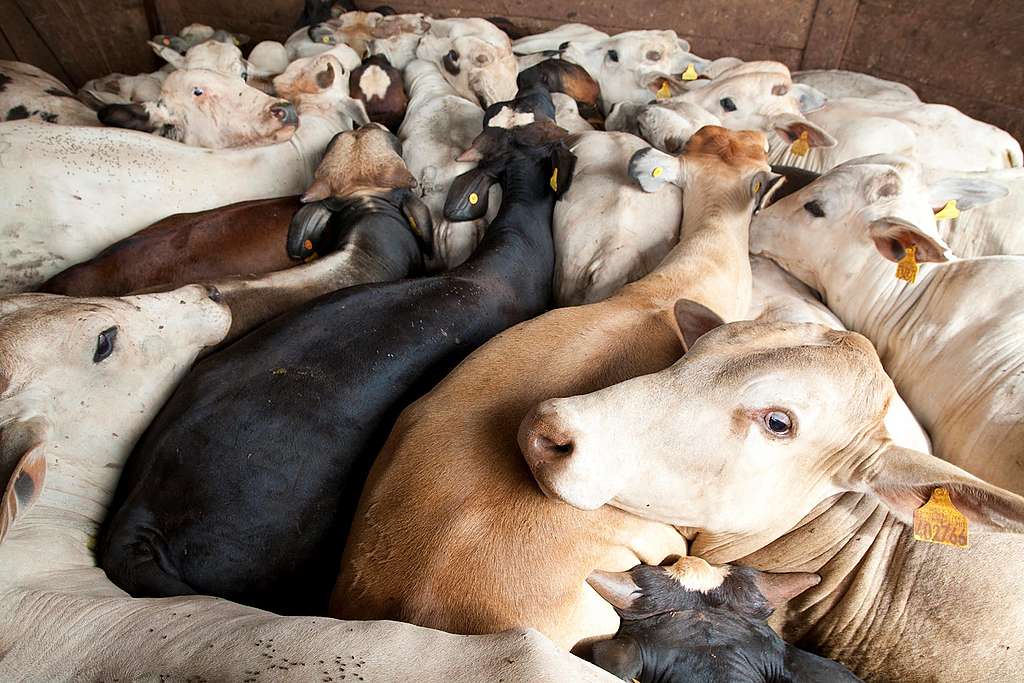 Scandale de la viande avariée au Brésil: un mécanisme pervers de production