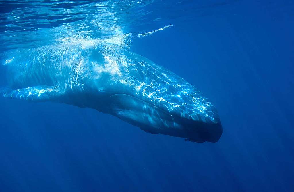 Norwegische Regierung schützt seine Walfänger
