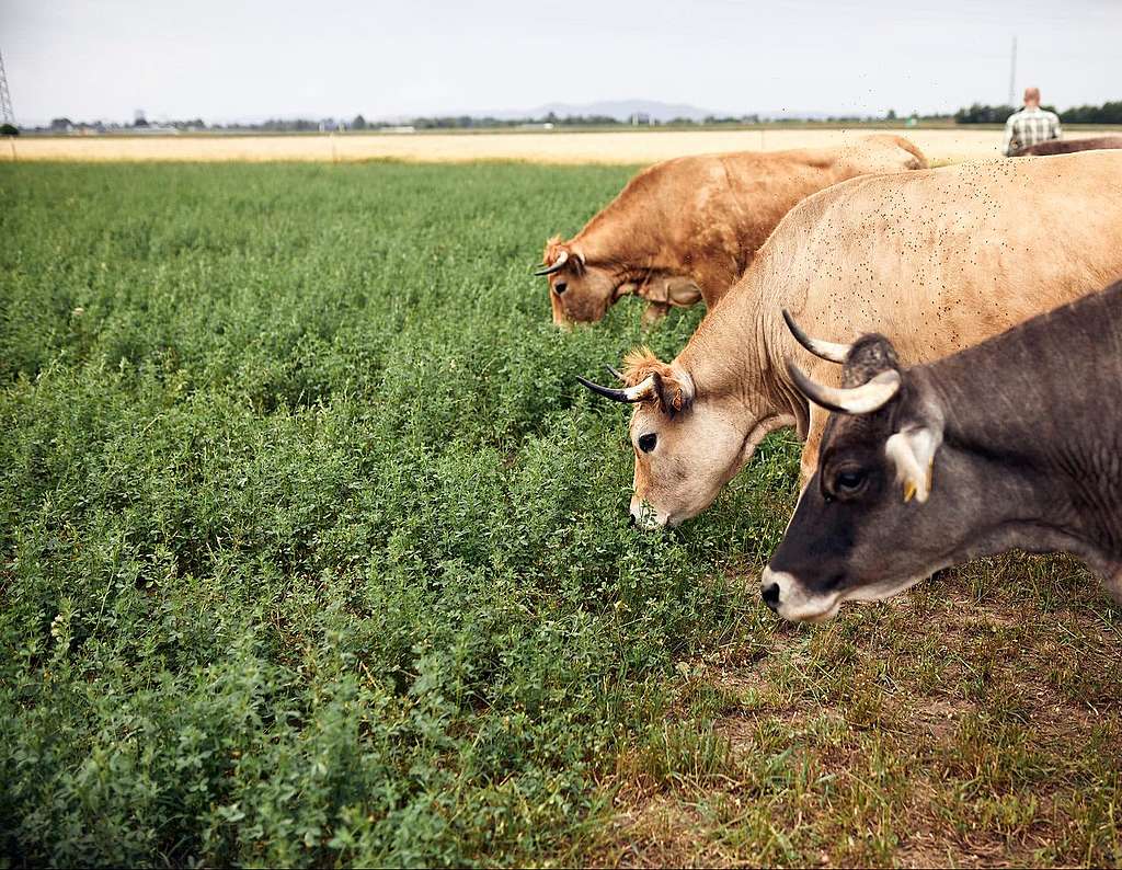 Wenn David Armin heisst – und Goliath «Gefahr – Gefahr!» schreit