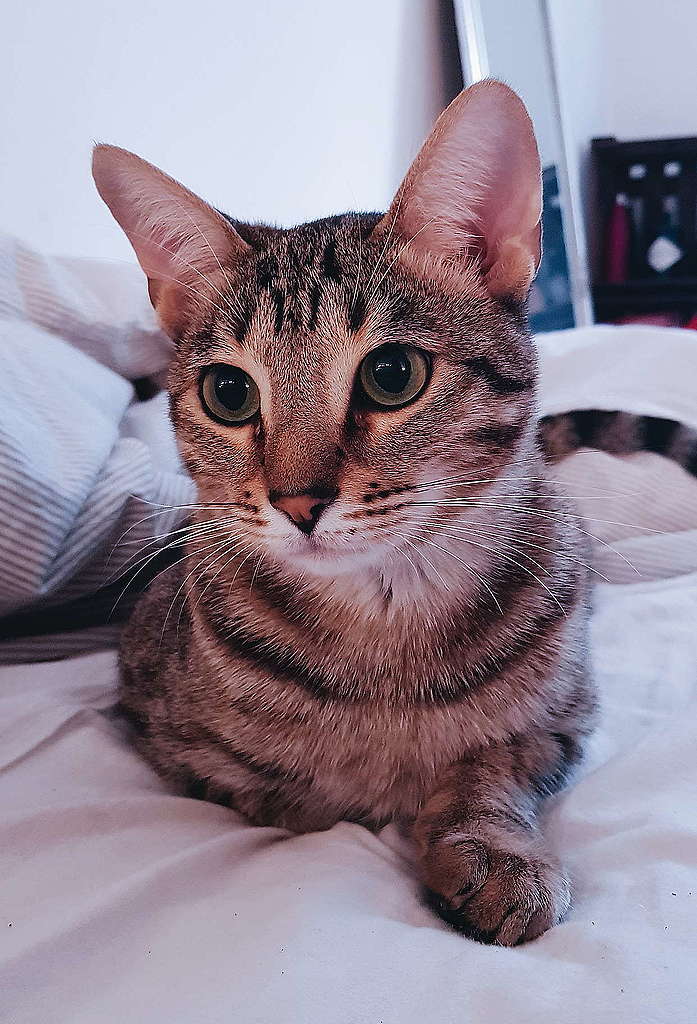 Ökologischer Pfotenabdruck? So ein Furz!