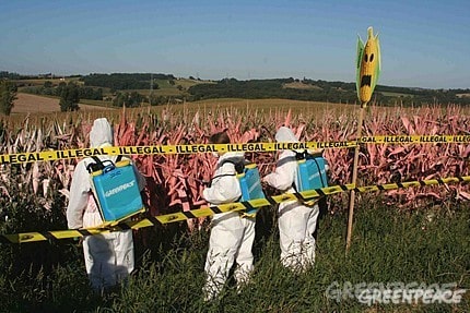 Protest gegen illegale Gentech-Pflanzen in Rumänien und Frankreich