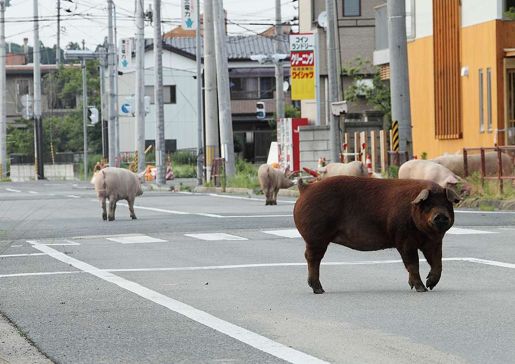 Zu Fuss durch Fukushimas Sperrzone