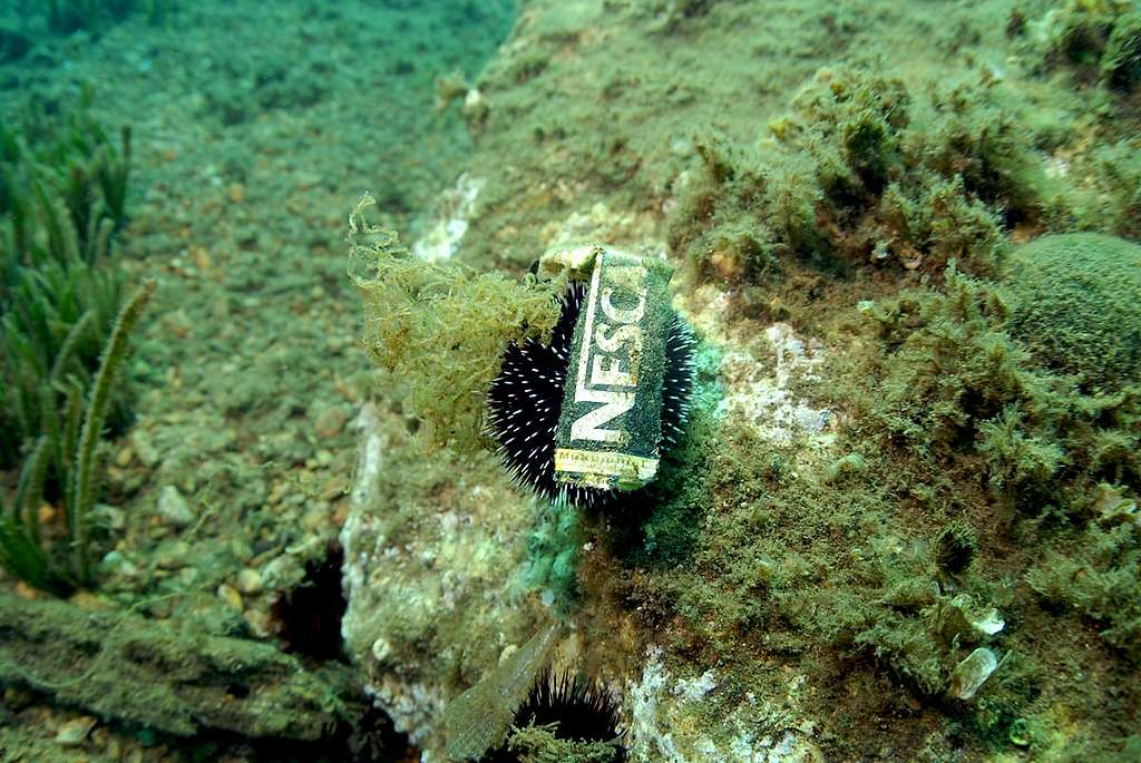 Plastique: Nestlé pratique le Greenwashing!