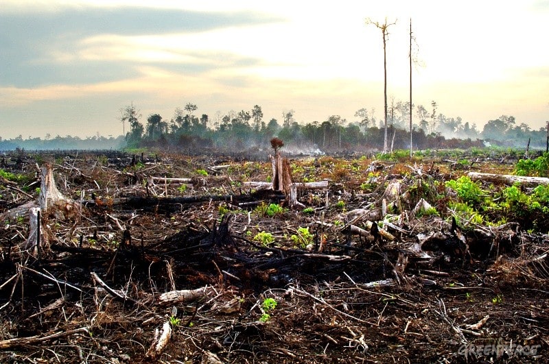 L’Indonésie laisse sa forêt tropicale partir en fumée
