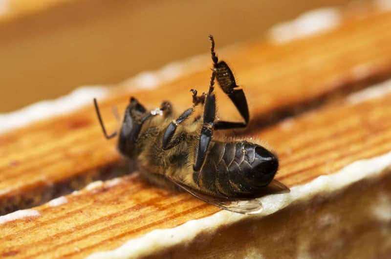 La disparition des abeilles est l’un des symptômes d'une agriculture qui a fait fausse route. ©Greenpeace/Beentjes