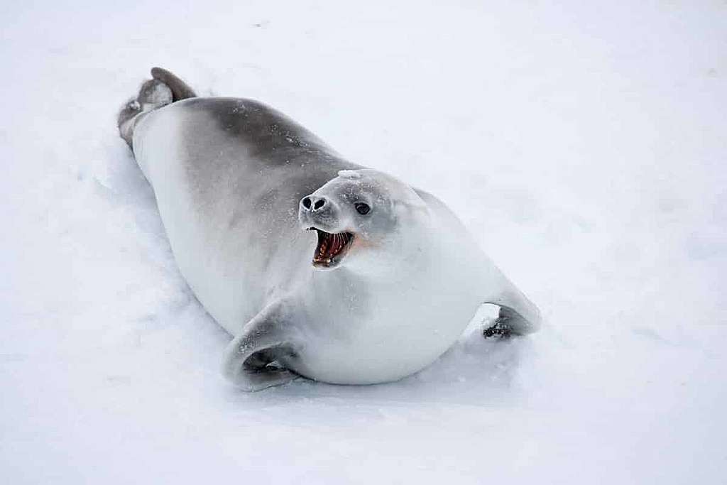 L&rsquo;Arctique et l&rsquo;Antarctique seront mieux protégés!