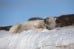 A Polar Bear Keeps Close Watch