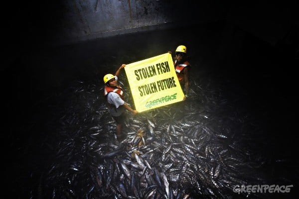 Thon rouge: des experts indépendants demandent la fermeture immédiate de la pêche