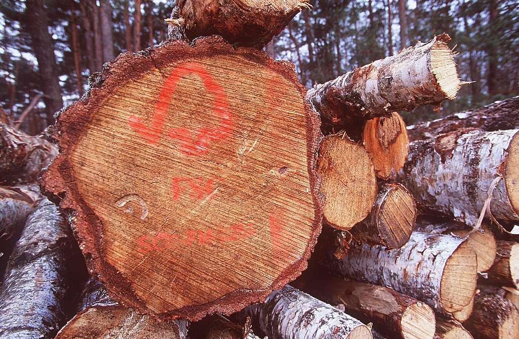 FSC: protection ou exploitation des forêts?