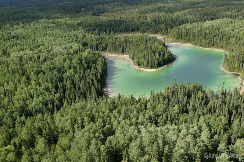 Erfolg für Greenpeace: Kleenex in Nordamerika wird urwaldfreundlich!
