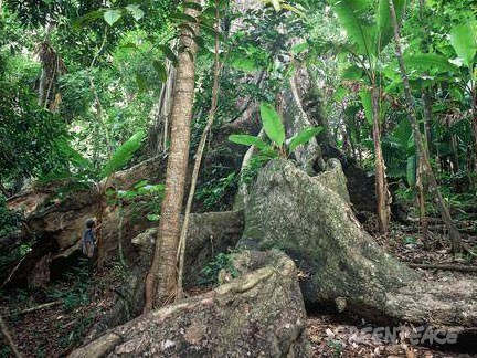 Greenpeace errichtet Urwaldschutz-Station auf Sumatra