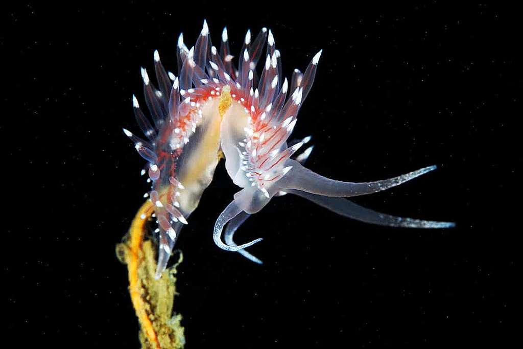 Greenpeace-Erfolg: Fischereiverbot in der Arktis