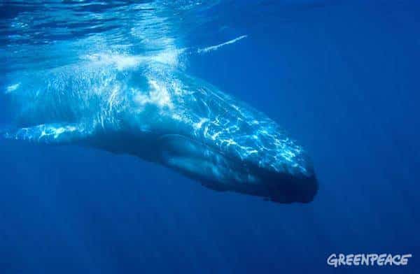 Internationale Walfangkommission: Hoffnung für die Wale?