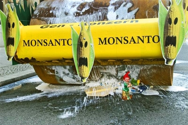 Monsanto retire ses demandes de culture en Europe… sauf le MON810