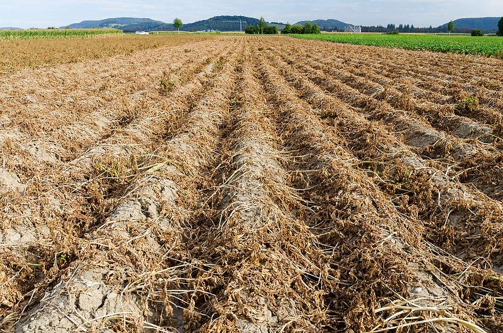 Wenn die Klimakrise zweimal klingelt