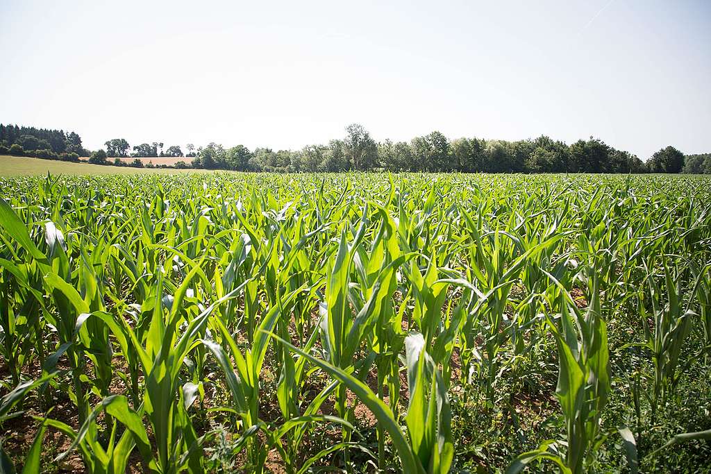 Wir essen, was wir abstimmen: JA zu sicherer Ernährung