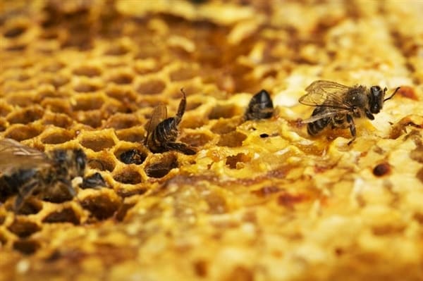 La Commission de l&rsquo;UE applique l&rsquo;interdiction de pesticides pour protéger les abeilles