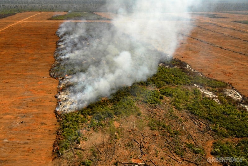 Greenpeace dénonce le rôle de l&rsquo;élevage dans la déforestation
