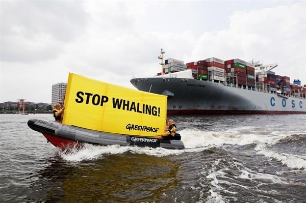 La Cour internationale de Justice somme le Japon d&rsquo;arrêter la chasse à la baleine