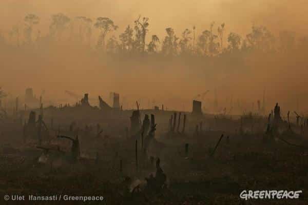 Indonesien: Brände in Ölpalmenanbaugebieten