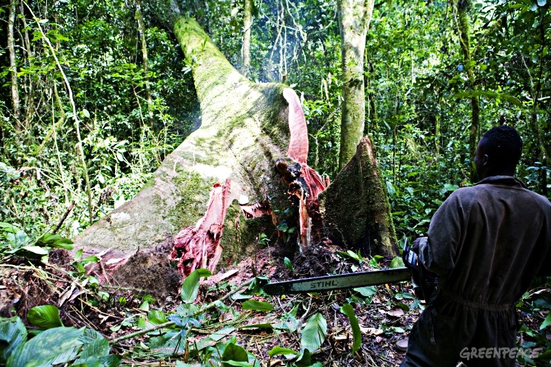 Congo: la destruction des forêts continue