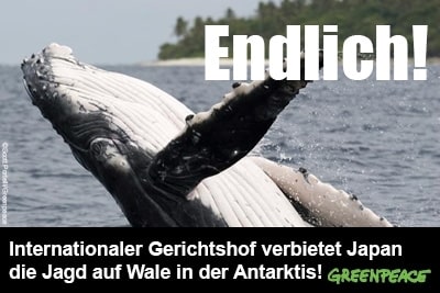 Urteil: Japan darf in der Antarktis keine Wale mehr jagen