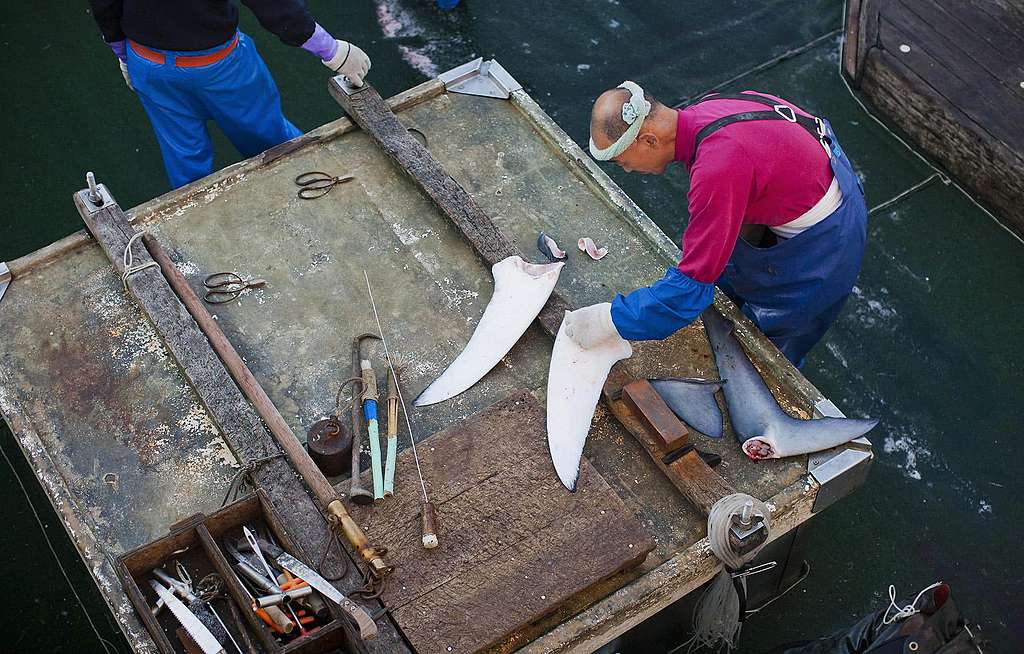 Indonésie: Incendies volontaires pour la culture des palmiers à huile