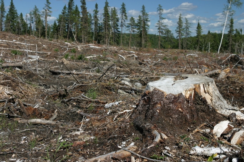 Tatort borealer Wald
