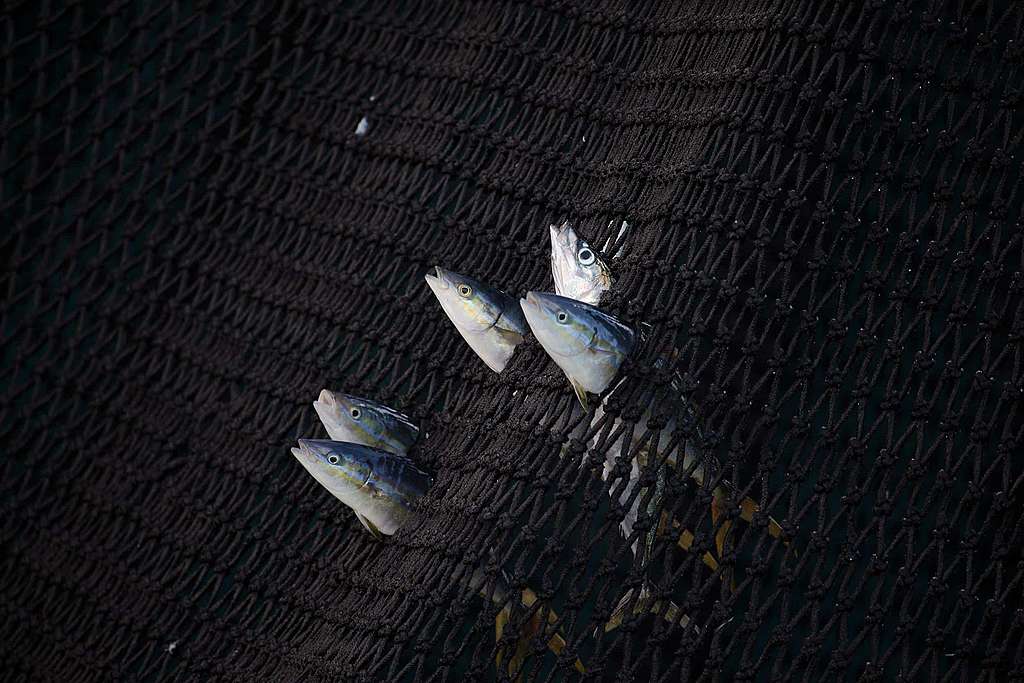 EU-Entscheidung: Überfischung wird verschärft