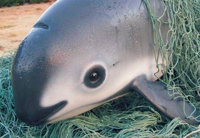Notfall-Petition: Vaquita-Kleinwal stirbt ohne Soforthilfe aus!
