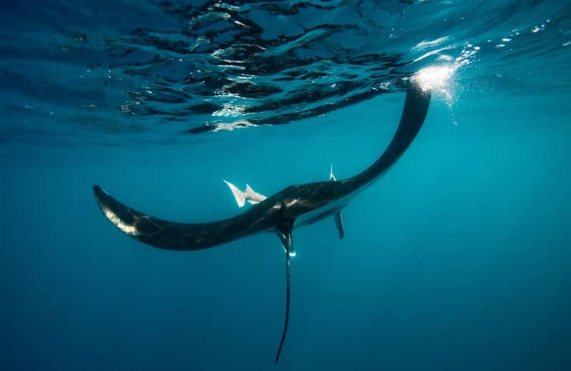 Manta Ray Ein einzelner Manta Rochen hat über seine gesamte Lebenszeit gesehen einen geschätzten touristischen Wert von einer Million US Dollar. Traurigerweise werden die Mantas für den chinesischen Markt um ihrer Kiemenreusen willen gejagt. Der geschätzte Wert eines erlegten Mantas beträgt nur geringe US$50 - US$500. © Paul Hilton
