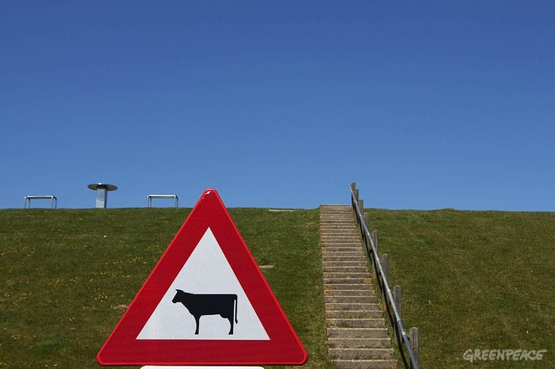 Trop de soja dans le lait et la viande suisses