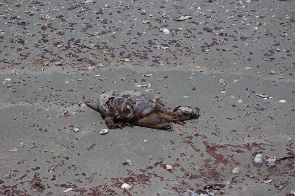 Whiskey Is Beach dead turtle 051210.JPG Whiskey Is Beach dead turtle 051210.JPG