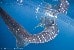 Whale Shark in Pacific Waters Whale Shark in Pacific Waters