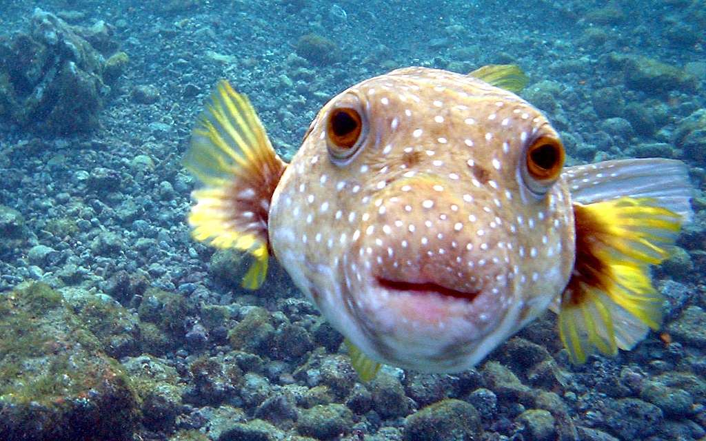 Rendez-vous au fond des mers