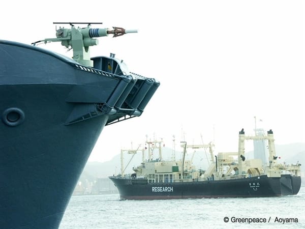 Schlupflöcher beim Walfangverbot