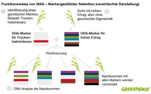 Smart Breeding - moderne Biotechnologie ohne Gentechnik, ohne Risiken und Nebenwirkungen Smart Breeding - moderne Biotechnologie ohne Gentechnik, ohne Risiken und Nebenwirkungen