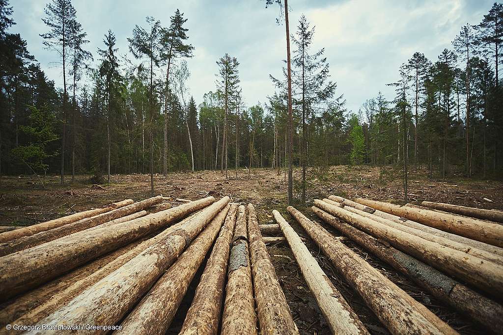 Keine Abholzung im UNESCO-geschützen Bialowieza-Urwald!