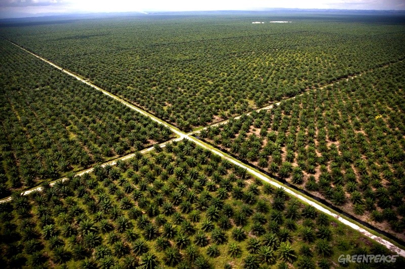 Greenpeace contraint Unilever à protéger la forêt indonésienne