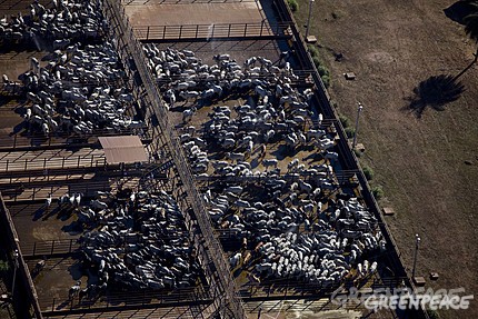 Rinderzucht zerstört den Regenwald