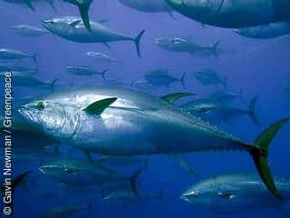Sushi: Ein Lifestyle bedroht die Thunfischbestände