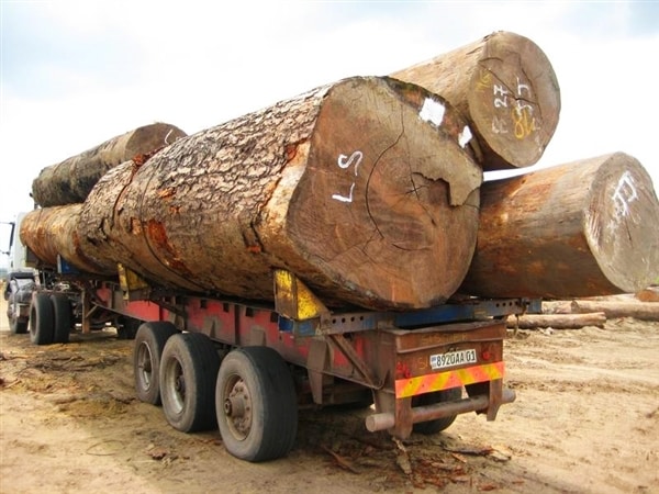 Première saisie de bois illégal en Europe