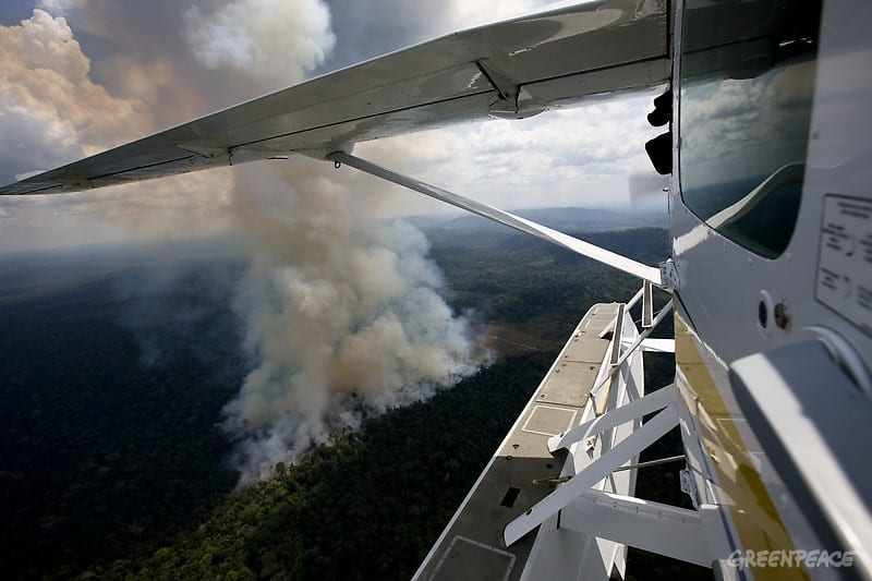 Weiterer Greenpeace-Erfolg zum Schutz des Amazonas